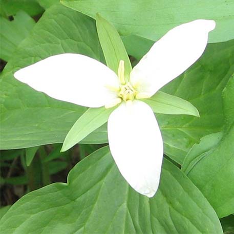 f:id:atarou:20100523064453j:image