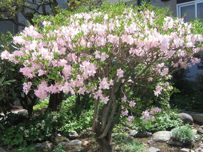 f:id:atarou:20100523064455j:image