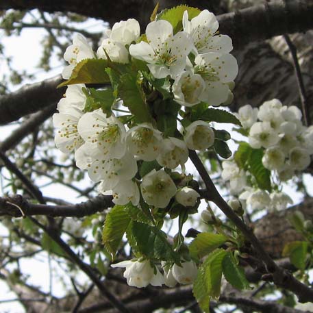 f:id:atarou:20100523065613j:image