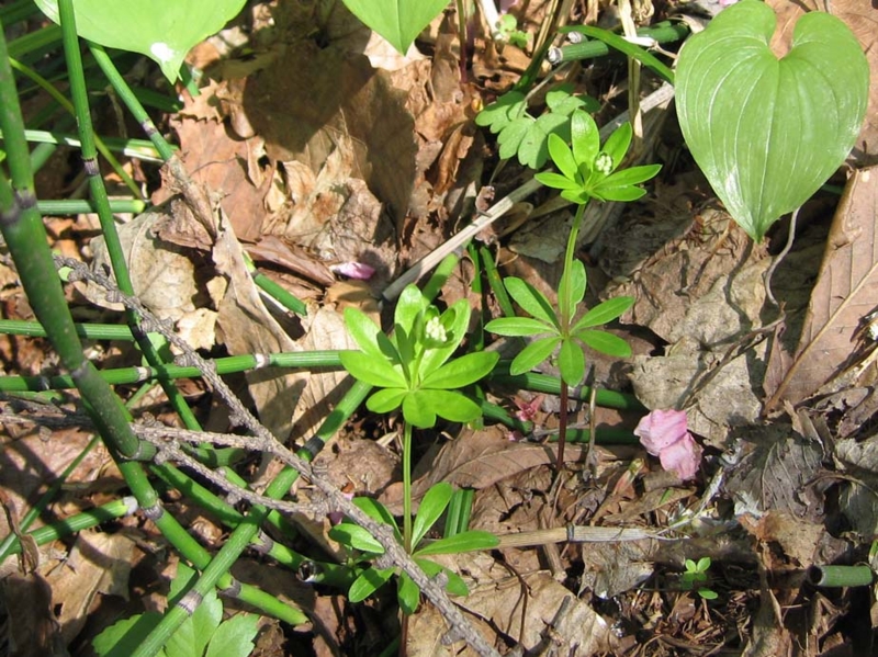 f:id:atarou:20100523070819j:image