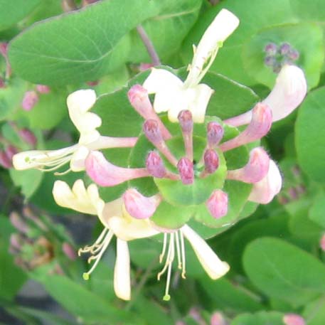 f:id:atarou:20100611193638j:image