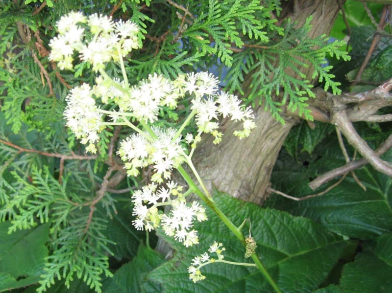 f:id:atarou:20100611200056j:image