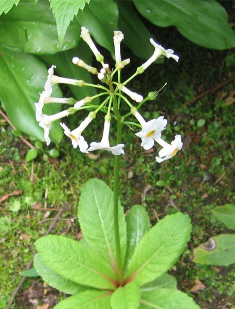 f:id:atarou:20100611200057j:image