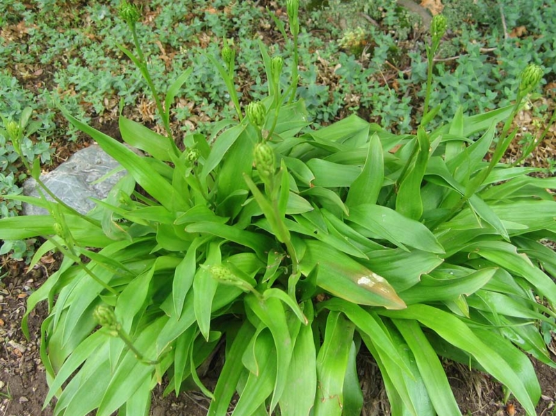 f:id:atarou:20100611200546j:image