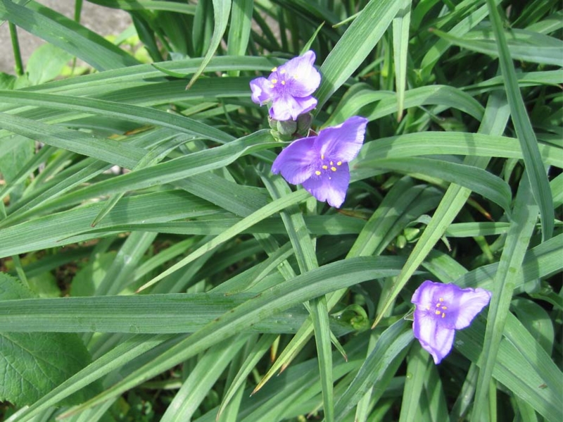 f:id:atarou:20100628060422j:image