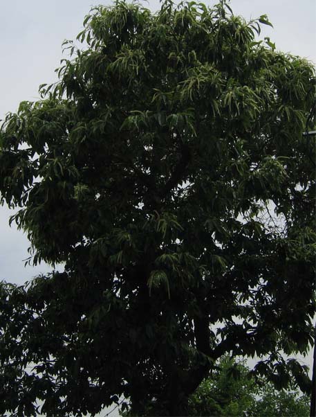 f:id:atarou:20100628064231j:image