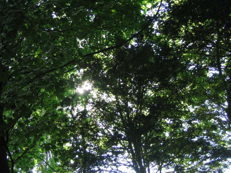 f:id:atarou:20100628070821j:image