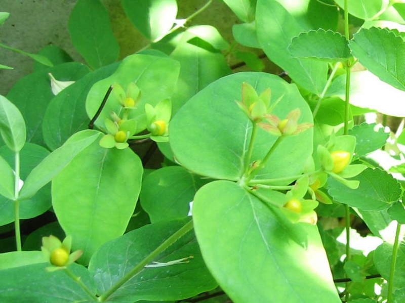 f:id:atarou:20100629055048j:image