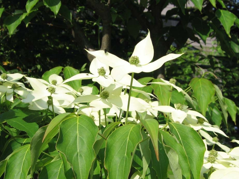 f:id:atarou:20100629060548j:image
