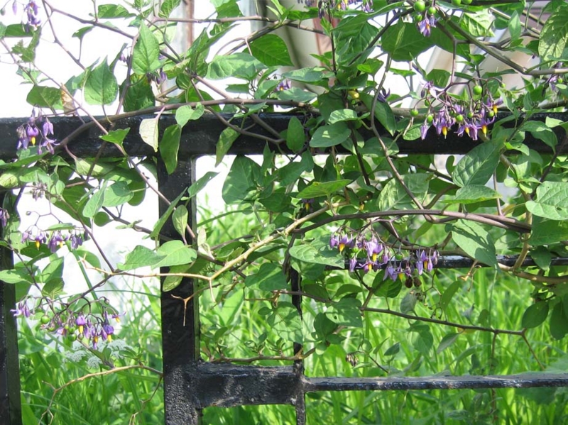 f:id:atarou:20100629060550j:image
