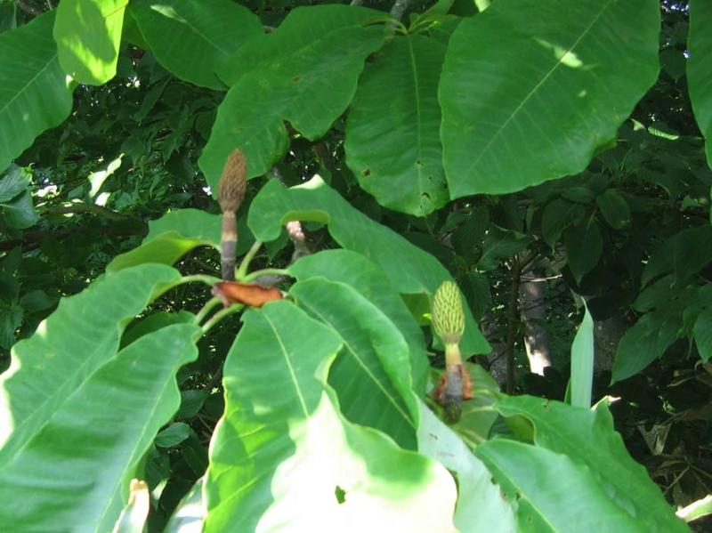 f:id:atarou:20100629061317j:image