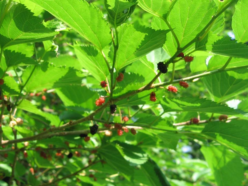 f:id:atarou:20100629062917j:image