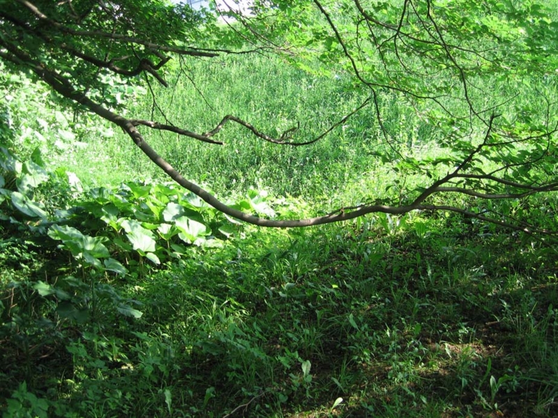f:id:atarou:20100629062918j:image