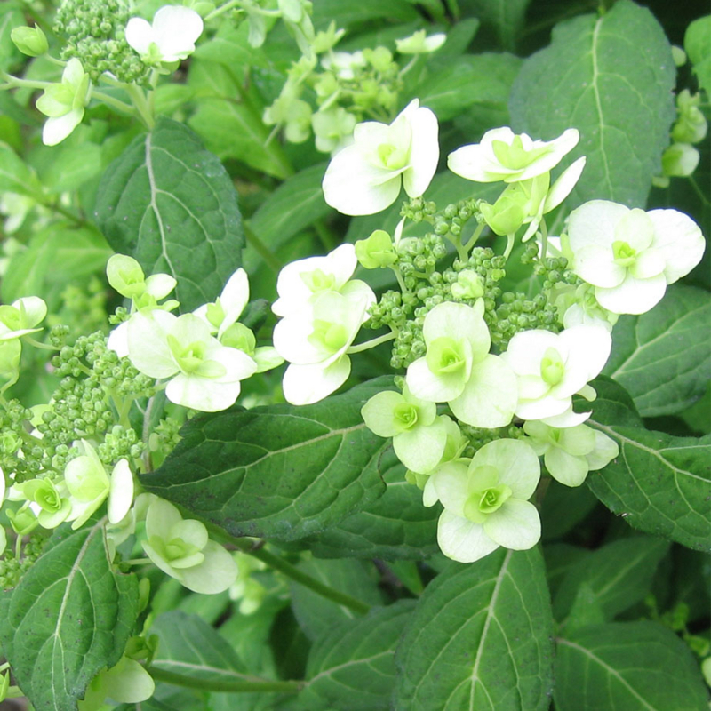 f:id:atarou:20100704055030j:image