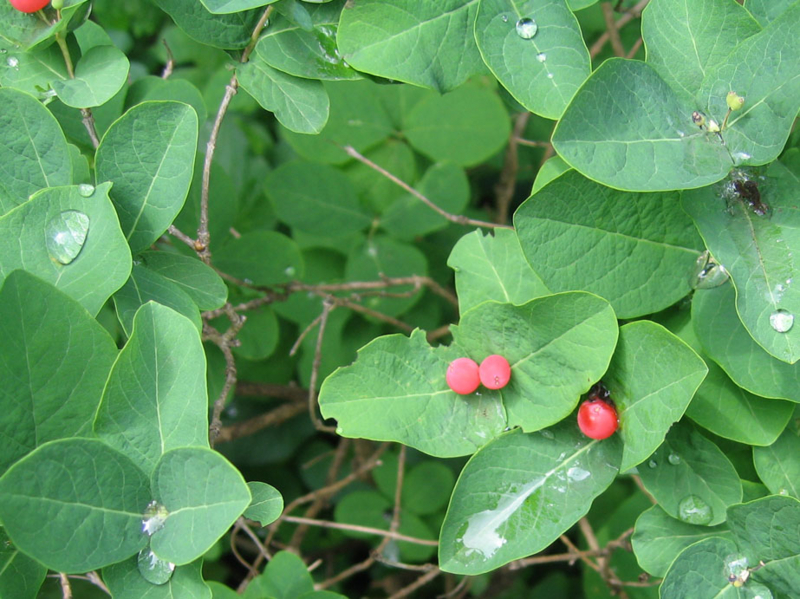 f:id:atarou:20100704064553j:image