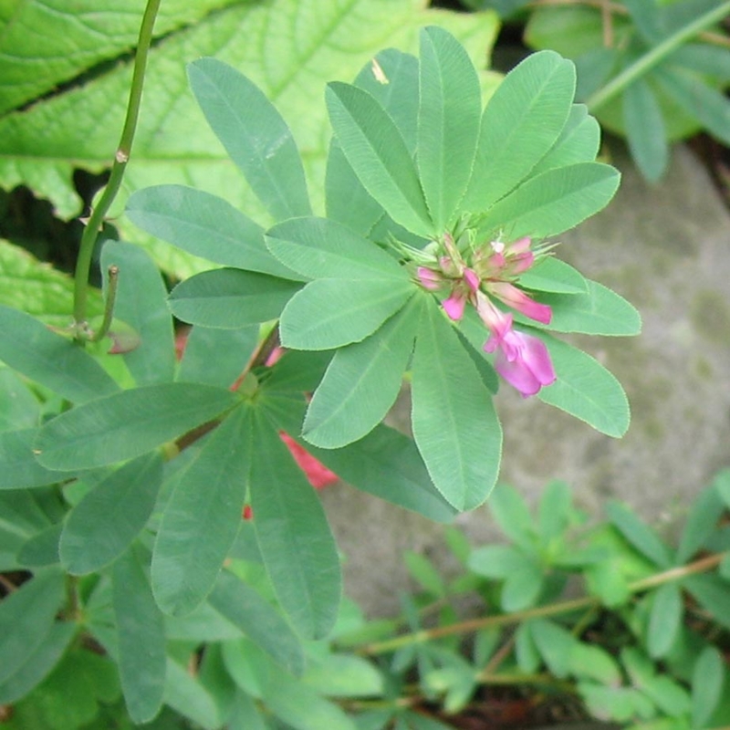 f:id:atarou:20100720201206j:image
