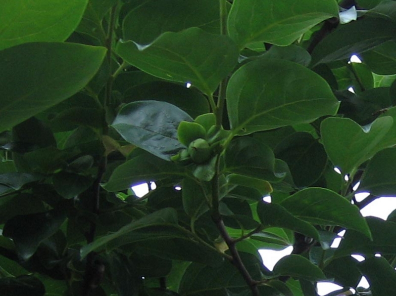 f:id:atarou:20100721061548j:image