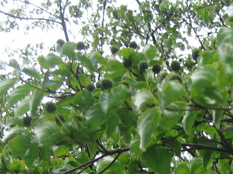 f:id:atarou:20100721063811j:image