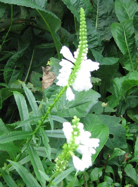 f:id:atarou:20100825213615j:image