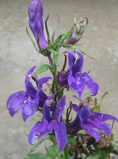 f:id:atarou:20100825213616j:image