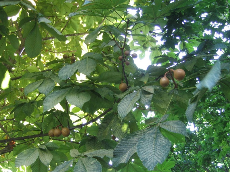 f:id:atarou:20100901235216j:image
