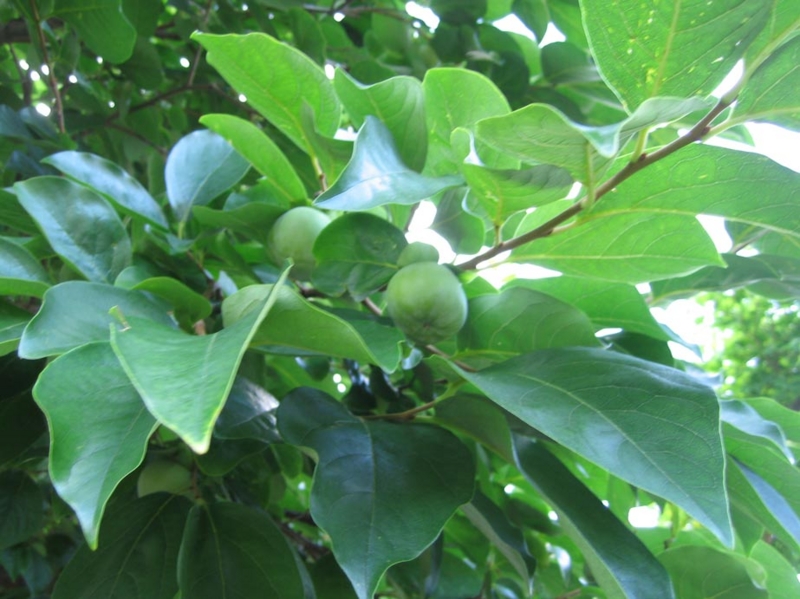 f:id:atarou:20100902113322j:image