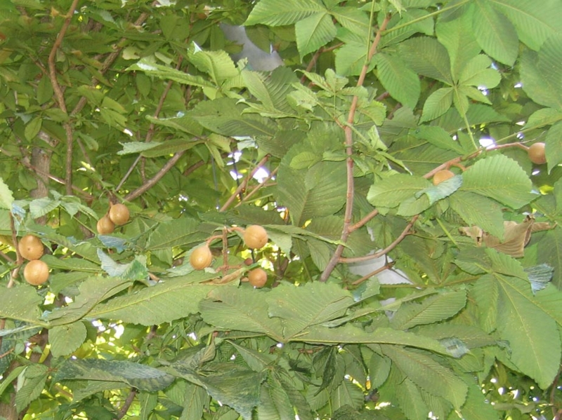 f:id:atarou:20100902113325j:image