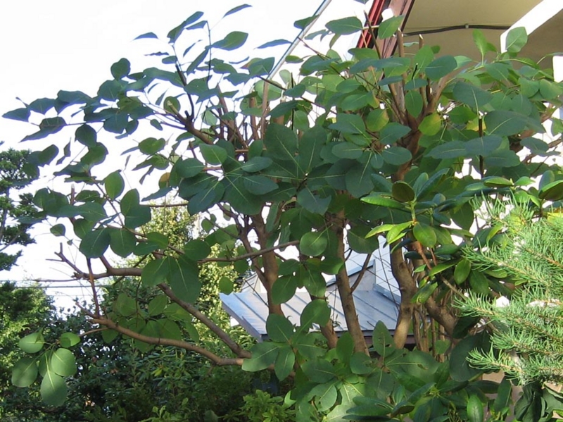 f:id:atarou:20100907202039j:image