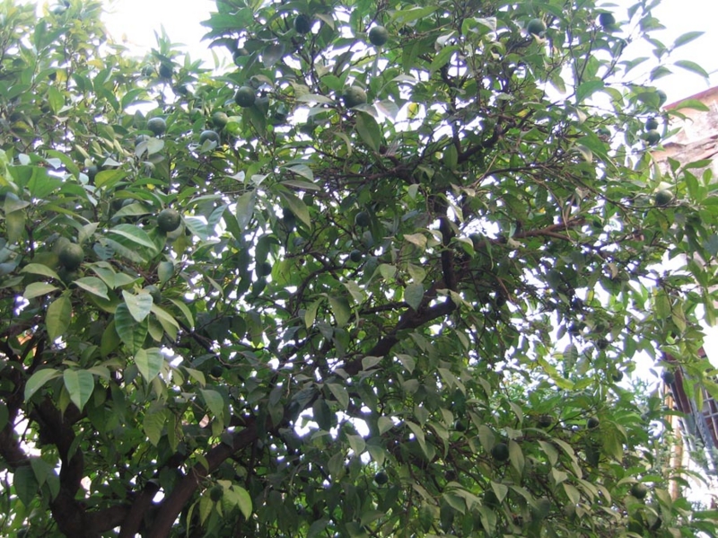 f:id:atarou:20100909041516j:image