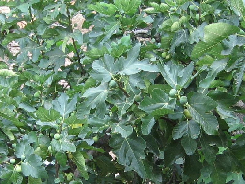 f:id:atarou:20100915162639j:image