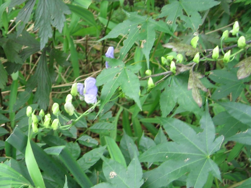 f:id:atarou:20100919053343j:image