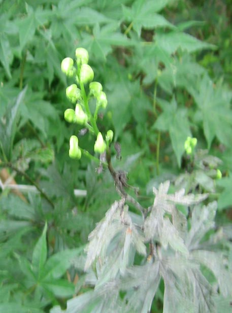 f:id:atarou:20100919053345j:image