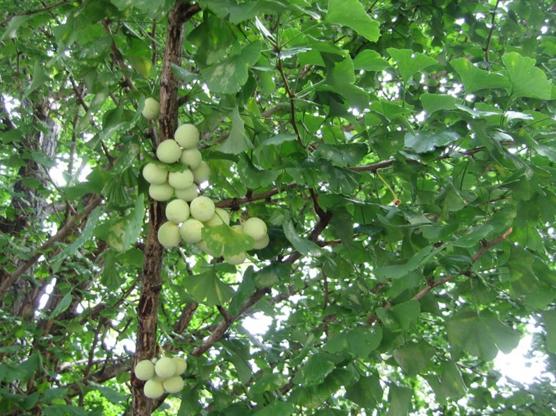 f:id:atarou:20100920064153j:image