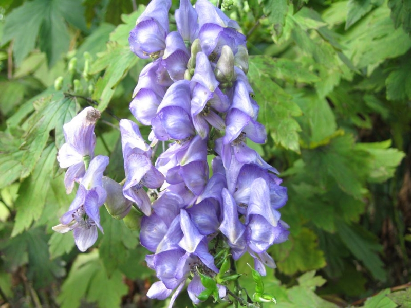 f:id:atarou:20100920065631j:image