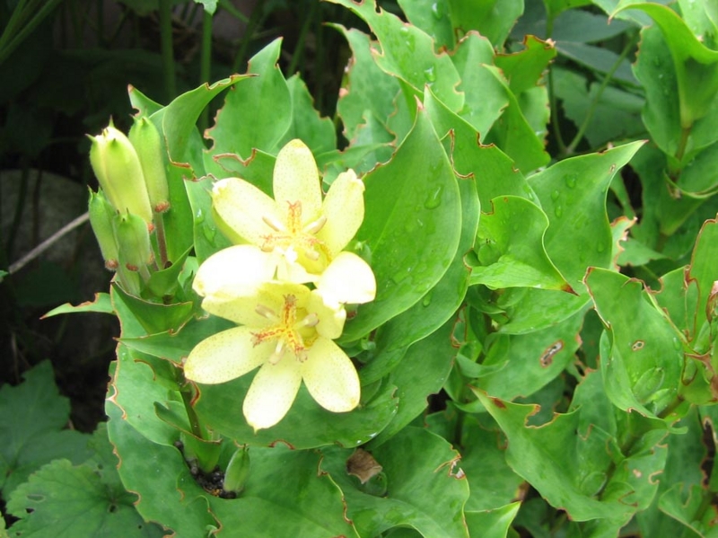 f:id:atarou:20100922064814j:image