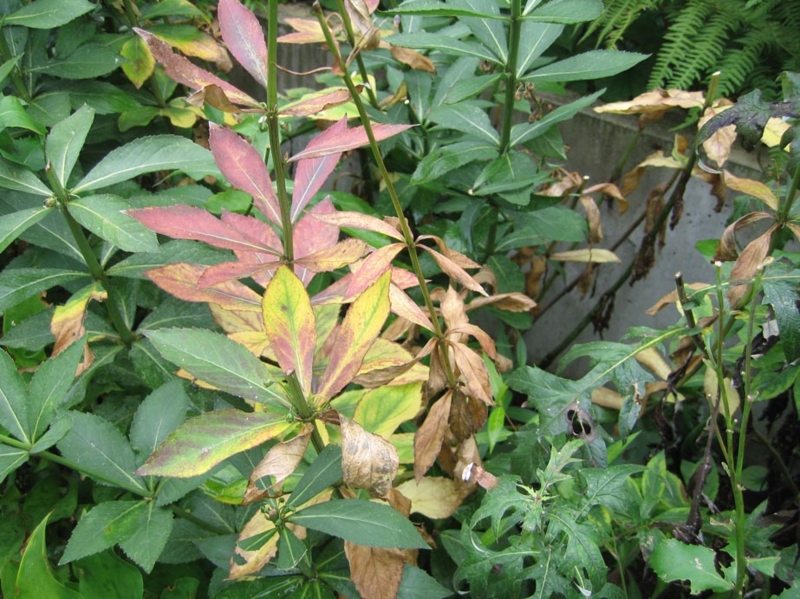f:id:atarou:20100923194153j:image