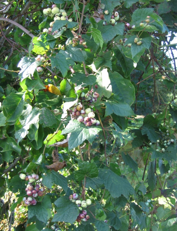 f:id:atarou:20100924171913j:image