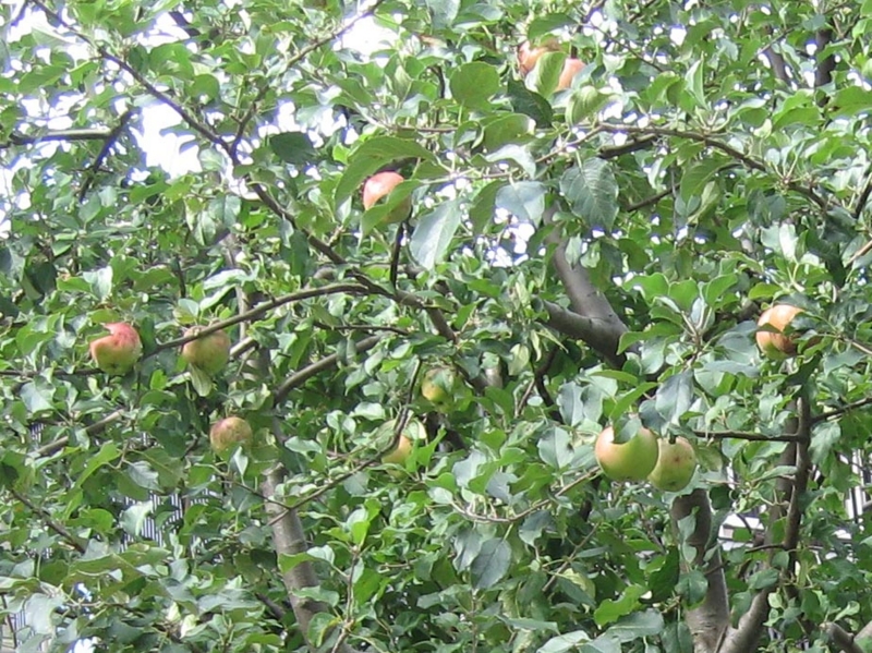 f:id:atarou:20100924173251j:image