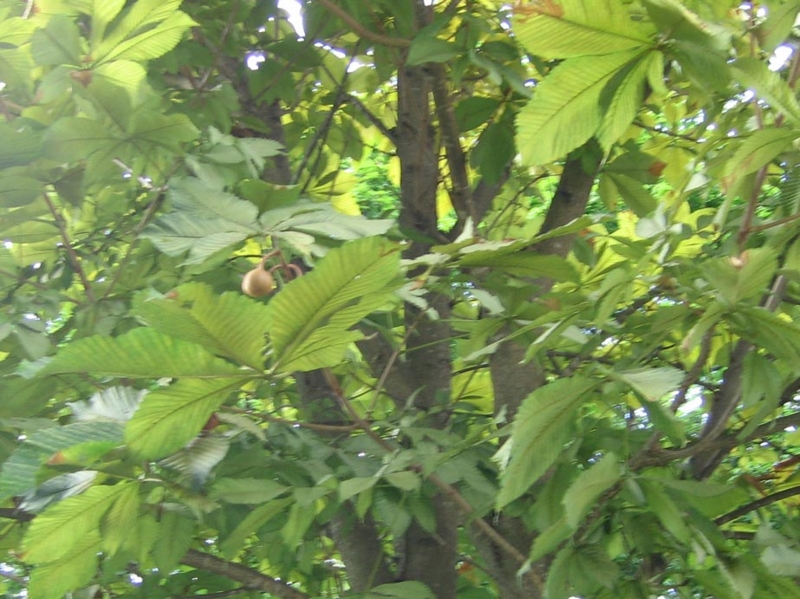 f:id:atarou:20100924174255j:image