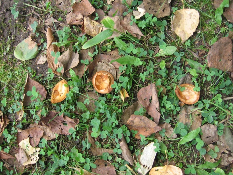 f:id:atarou:20100924174256j:image