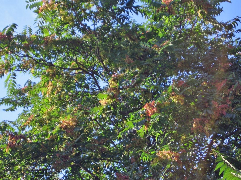 f:id:atarou:20100924181355j:image