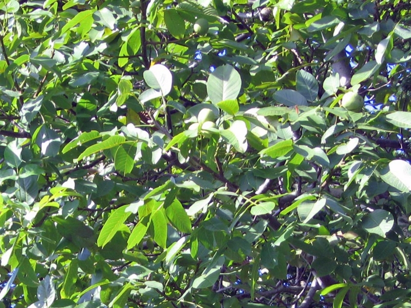 f:id:atarou:20100924181358j:image