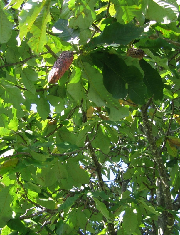 f:id:atarou:20100926174826j:image