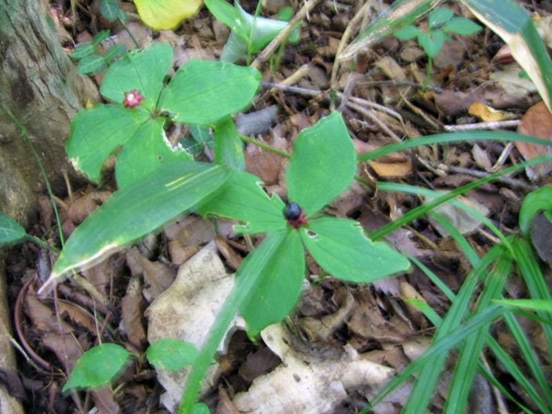 f:id:atarou:20100926190343j:image