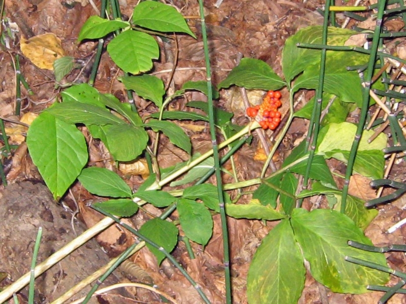 f:id:atarou:20100926190736j:image