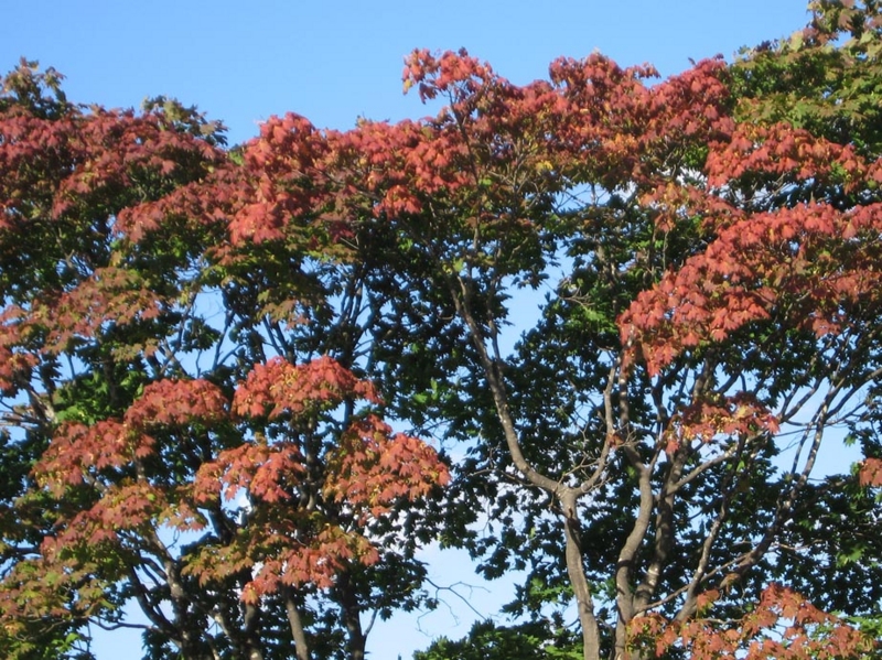 f:id:atarou:20100927070736j:image