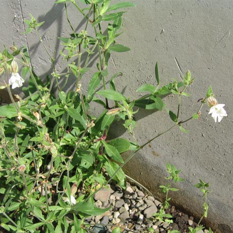 f:id:atarou:20100927154419j:image