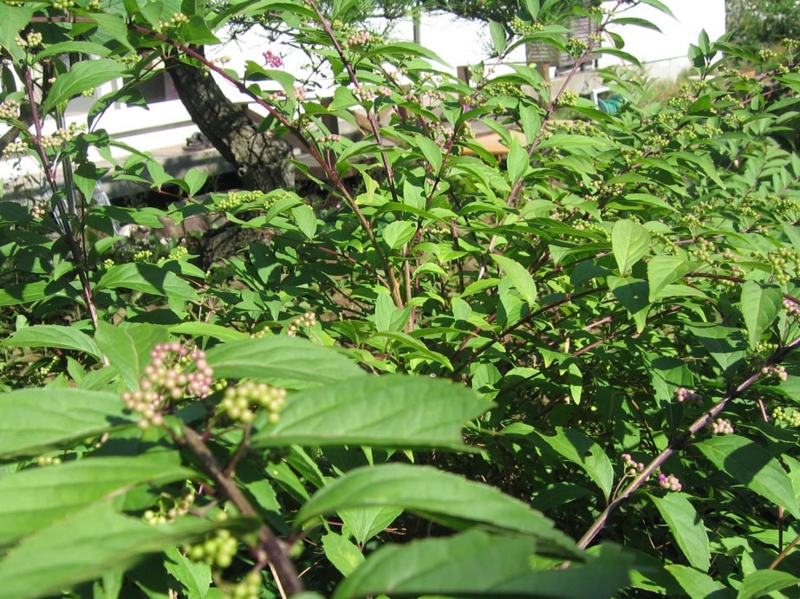 f:id:atarou:20100927154422j:image