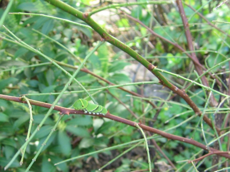 f:id:atarou:20100927155121j:image