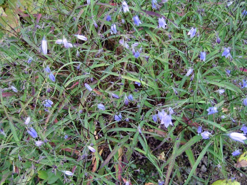 f:id:atarou:20100927165226j:image